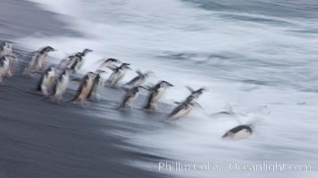 Chinstrap penguins at Bailey Head, Deception Island.  Chinstrap penguins enter and exit the surf on the black sand beach at Bailey Head on Deception Island.  Bailey Head is home to one of the largest colonies of chinstrap penguins in the world.