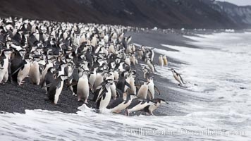 Chinstrap penguins at Bailey Head, Deception Island.  Chinstrap penguins enter and exit the surf on the black sand beach at Bailey Head on Deception Island.  Bailey Head is home to one of the largest colonies of chinstrap penguins in the world, Pygoscelis antarcticus