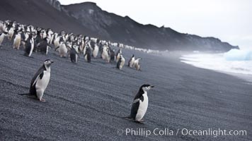 Chinstrap penguins at Bailey Head, Deception Island.  Chinstrap penguins enter and exit the surf on the black sand beach at Bailey Head on Deception Island.  Bailey Head is home to one of the largest colonies of chinstrap penguins in the world, Pygoscelis antarcticus