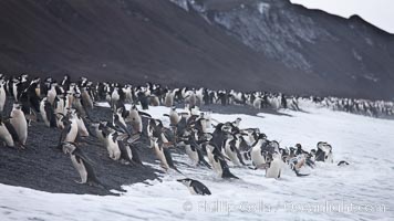 Chinstrap penguins at Bailey Head, Deception Island.  Chinstrap penguins enter and exit the surf on the black sand beach at Bailey Head on Deception Island.  Bailey Head is home to one of the largest colonies of chinstrap penguins in the world, Pygoscelis antarcticus