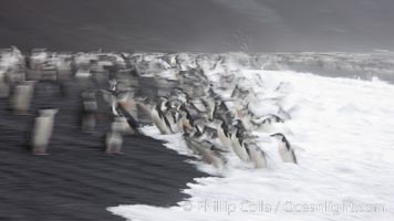 Chinstrap penguins at Bailey Head, Deception Island.  Chinstrap penguins enter and exit the surf on the black sand beach at Bailey Head on Deception Island.  Bailey Head is home to one of the largest colonies of chinstrap penguins in the world, Pygoscelis antarcticus