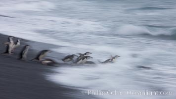 Chinstrap penguins at Bailey Head, Deception Island.  Chinstrap penguins enter and exit the surf on the black sand beach at Bailey Head on Deception Island.  Bailey Head is home to one of the largest colonies of chinstrap penguins in the world, Pygoscelis antarcticus