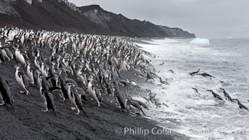 Chinstrap penguins at Bailey Head, Deception Island.  Chinstrap penguins enter and exit the surf on the black sand beach at Bailey Head on Deception Island.  Bailey Head is home to one of the largest colonies of chinstrap penguins in the world, Pygoscelis antarcticus