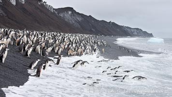 Chinstrap penguins at Bailey Head, Deception Island.  Chinstrap penguins enter and exit the surf on the black sand beach at Bailey Head on Deception Island.  Bailey Head is home to one of the largest colonies of chinstrap penguins in the world, Pygoscelis antarcticus