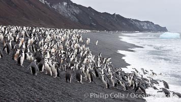Chinstrap penguins at Bailey Head, Deception Island.  Chinstrap penguins enter and exit the surf on the black sand beach at Bailey Head on Deception Island.  Bailey Head is home to one of the largest colonies of chinstrap penguins in the world. Antarctic Peninsula, Antarctica, Pygoscelis antarcticus, natural history stock photograph, photo id 25467