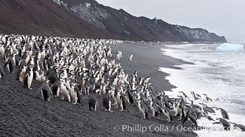 Chinstrap penguins at Bailey Head, Deception Island.  Chinstrap penguins enter and exit the surf on the black sand beach at Bailey Head on Deception Island.  Bailey Head is home to one of the largest colonies of chinstrap penguins in the world, Pygoscelis antarcticus