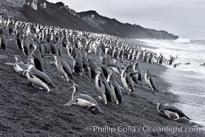 Chinstrap penguins at Bailey Head, Deception Island.  Chinstrap penguins enter and exit the surf on the black sand beach at Bailey Head on Deception Island.  Bailey Head is home to one of the largest colonies of chinstrap penguins in the world, Pygoscelis antarcticus