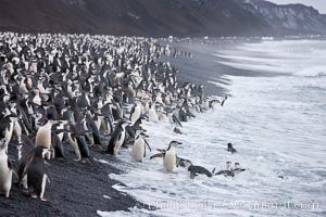 Chinstrap penguins at Bailey Head, Deception Island.  Chinstrap penguins enter and exit the surf on the black sand beach at Bailey Head on Deception Island.  Bailey Head is home to one of the largest colonies of chinstrap penguins in the world, Pygoscelis antarcticus