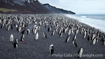 Chinstrap penguins at Bailey Head, Deception Island.  Chinstrap penguins enter and exit the surf on the black sand beach at Bailey Head on Deception Island.  Bailey Head is home to one of the largest colonies of chinstrap penguins in the world, Pygoscelis antarcticus