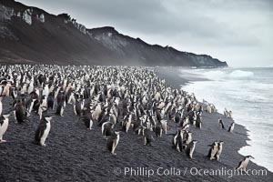 Chinstrap penguins at Bailey Head, Deception Island.  Chinstrap penguins enter and exit the surf on the black sand beach at Bailey Head on Deception Island.  Bailey Head is home to one of the largest colonies of chinstrap penguins in the world, Pygoscelis antarcticus