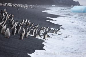 Chinstrap penguins at Bailey Head, Deception Island.  Chinstrap penguins enter and exit the surf on the black sand beach at Bailey Head on Deception Island.  Bailey Head is home to one of the largest colonies of chinstrap penguins in the world, Pygoscelis antarcticus