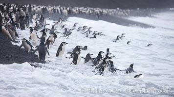 Chinstrap penguins at Bailey Head, Deception Island.  Chinstrap penguins enter and exit the surf on the black sand beach at Bailey Head on Deception Island.  Bailey Head is home to one of the largest colonies of chinstrap penguins in the world, Pygoscelis antarcticus