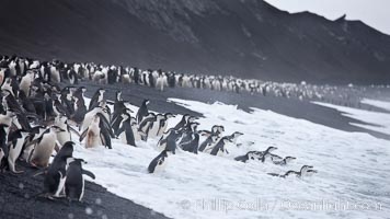 Chinstrap penguins at Bailey Head, Deception Island.  Chinstrap penguins enter and exit the surf on the black sand beach at Bailey Head on Deception Island.  Bailey Head is home to one of the largest colonies of chinstrap penguins in the world, Pygoscelis antarcticus