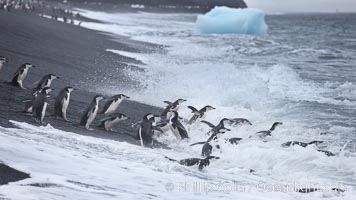 Chinstrap penguins at Bailey Head, Deception Island.  Chinstrap penguins enter and exit the surf on the black sand beach at Bailey Head on Deception Island.  Bailey Head is home to one of the largest colonies of chinstrap penguins in the world, Pygoscelis antarcticus