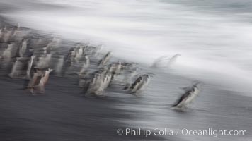 Chinstrap penguins at Bailey Head, Deception Island.  Chinstrap penguins enter and exit the surf on the black sand beach at Bailey Head on Deception Island.  Bailey Head is home to one of the largest colonies of chinstrap penguins in the world, Pygoscelis antarcticus