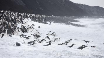 Chinstrap penguins at Bailey Head, Deception Island.  Chinstrap penguins enter and exit the surf on the black sand beach at Bailey Head on Deception Island.  Bailey Head is home to one of the largest colonies of chinstrap penguins in the world, Pygoscelis antarcticus