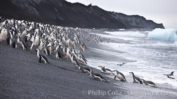 Chinstrap penguins at Bailey Head, Deception Island.  Chinstrap penguins enter and exit the surf on the black sand beach at Bailey Head on Deception Island.  Bailey Head is home to one of the largest colonies of chinstrap penguins in the world, Pygoscelis antarcticus