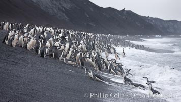 Chinstrap penguins at Bailey Head, Deception Island.  Chinstrap penguins enter and exit the surf on the black sand beach at Bailey Head on Deception Island.  Bailey Head is home to one of the largest colonies of chinstrap penguins in the world, Pygoscelis antarcticus