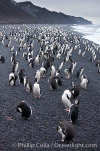 Chinstrap penguins at Bailey Head, Deception Island.  Chinstrap penguins enter and exit the surf on the black sand beach at Bailey Head on Deception Island.  Bailey Head is home to one of the largest colonies of chinstrap penguins in the world, Pygoscelis antarcticus