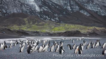 Chinstrap penguins at Bailey Head, Deception Island.  Chinstrap penguins enter and exit the surf on the black sand beach at Bailey Head on Deception Island.  Bailey Head is home to one of the largest colonies of chinstrap penguins in the world, Pygoscelis antarcticus