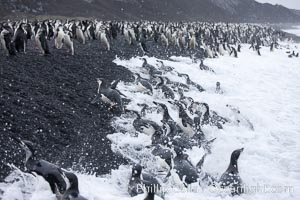 Chinstrap penguins at Bailey Head, Deception Island.  Chinstrap penguins enter and exit the surf on the black sand beach at Bailey Head on Deception Island.  Bailey Head is home to one of the largest colonies of chinstrap penguins in the world, Pygoscelis antarcticus