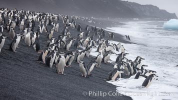 Chinstrap penguins at Bailey Head, Deception Island.  Chinstrap penguins enter and exit the surf on the black sand beach at Bailey Head on Deception Island.  Bailey Head is home to one of the largest colonies of chinstrap penguins in the world, Pygoscelis antarcticus
