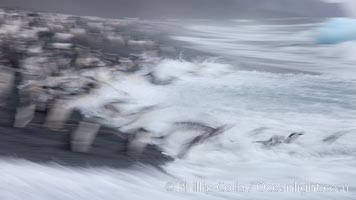 Chinstrap penguins at Bailey Head, Deception Island.  Chinstrap penguins enter and exit the surf on the black sand beach at Bailey Head on Deception Island.  Bailey Head is home to one of the largest colonies of chinstrap penguins in the world, Pygoscelis antarcticus