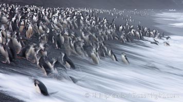 Chinstrap penguins at Bailey Head, Deception Island.  Chinstrap penguins enter and exit the surf on the black sand beach at Bailey Head on Deception Island.  Bailey Head is home to one of the largest colonies of chinstrap penguins in the world, Pygoscelis antarcticus