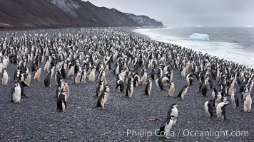 Chinstrap penguins at Bailey Head, Deception Island.  Chinstrap penguins enter and exit the surf on the black sand beach at Bailey Head on Deception Island.  Bailey Head is home to one of the largest colonies of chinstrap penguins in the world, Pygoscelis antarcticus