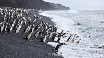 Chinstrap penguins at Bailey Head, Deception Island.  Chinstrap penguins enter and exit the surf on the black sand beach at Bailey Head on Deception Island.  Bailey Head is home to one of the largest colonies of chinstrap penguins in the world, Pygoscelis antarcticus