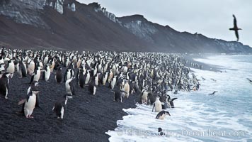 Chinstrap penguins at Bailey Head, Deception Island.  Chinstrap penguins enter and exit the surf on the black sand beach at Bailey Head on Deception Island.  Bailey Head is home to one of the largest colonies of chinstrap penguins in the world, Pygoscelis antarcticus