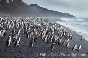 Chinstrap penguins at Bailey Head, Deception Island.  Chinstrap penguins enter and exit the surf on the black sand beach at Bailey Head on Deception Island.  Bailey Head is home to one of the largest colonies of chinstrap penguins in the world, Pygoscelis antarcticus