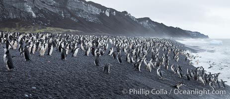 Chinstrap penguins at Bailey Head, Deception Island.  Chinstrap penguins enter and exit the surf on the black sand beach at Bailey Head on Deception Island.  Bailey Head is home to one of the largest colonies of chinstrap penguins in the world, Pygoscelis antarcticus