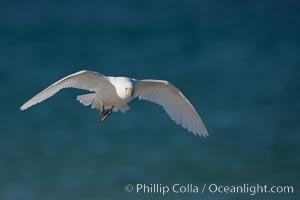 Snowy sheathbill in flight, flying over the ocean, Chionis alba, New Island