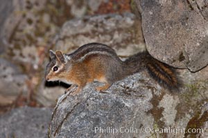 Chipmunk, Tamias, Oregon Caves National Monument