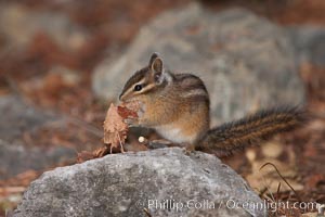 Chipmunk, Tamias, Oregon Caves National Monument