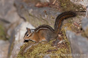 Chipmunk, Tamias, Oregon Caves National Monument