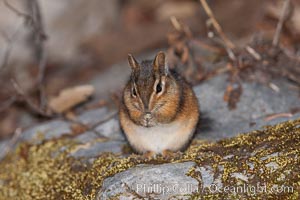 Chipmunk, Tamias, Oregon Caves National Monument