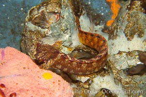 Mosshead warbonnet.  The moss-like protrusions on its head (cirri) may provide some camoflage effect., Chirolophis nugator, natural history stock photograph, photo id 13713