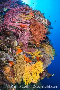 Colorful Chironephthya soft coral coloniea in Fiji, hanging off wall, resembling sea fans or gorgonians.