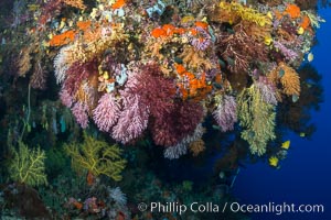 Colorful Chironephthya soft coral coloniea in Fiji, hanging off wall, resembling sea fans or gorgonians, Chironephthya, Gorgonacea, Vatu I Ra Passage, Bligh Waters, Viti Levu  Island