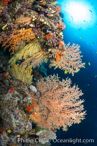 Colorful Chironephthya soft coral coloniea in Fiji, hanging off wall, resembling sea fans or gorgonians, Chironephthya, Gorgonacea, Vatu I Ra Passage, Bligh Waters, Viti Levu  Island