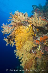 Colorful Chironephthya soft coral coloniea in Fiji, hanging off wall, resembling sea fans or gorgonians, Chironephthya, Gorgonacea, Vatu I Ra Passage, Bligh Waters, Viti Levu  Island