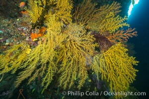 Colorful Chironephthya soft coral coloniea in Fiji, hanging off wall, resembling sea fans or gorgonians, Chironephthya, Gorgonacea, Vatu I Ra Passage, Bligh Waters, Viti Levu  Island