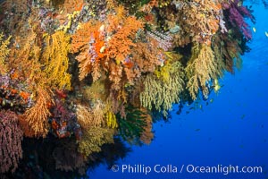 Colorful Chironephthya soft coral coloniea in Fiji, hanging off wall, resembling sea fans or gorgonians, Chironephthya, Gorgonacea, Vatu I Ra Passage, Bligh Waters, Viti Levu  Island