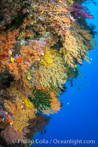 Colorful Chironephthya soft coral coloniea in Fiji, hanging off wall, resembling sea fans or gorgonians, Chironephthya, Gorgonacea, Vatu I Ra Passage, Bligh Waters, Viti Levu  Island