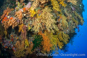 Colorful Chironephthya soft coral coloniea in Fiji, hanging off wall, resembling sea fans or gorgonians, Chironephthya, Gorgonacea, Vatu I Ra Passage, Bligh Waters, Viti Levu  Island