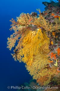 Colorful Chironephthya soft coral coloniea in Fiji, hanging off wall, resembling sea fans or gorgonians, Chironephthya, Vatu I Ra Passage, Bligh Waters, Viti Levu  Island