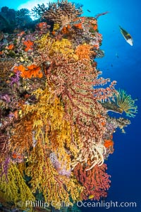 Colorful Chironephthya soft coral coloniea in Fiji, hanging off wall, resembling sea fans or gorgonians, Chironephthya, Gorgonacea, Vatu I Ra Passage, Bligh Waters, Viti Levu  Island