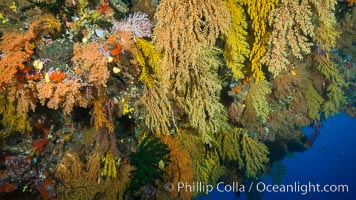 Colorful Chironephthya soft coral coloniea in Fiji, hanging off wall, resembling sea fans or gorgonians. Mount Mutiny, Bligh Waters, Fiji, Chironephthya, Gorgonacea, Vatu I Ra Passage